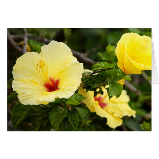 Sanibel Cards (Front Horizontal)