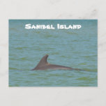 Sanibel Dolphin Postcard at Zazzle