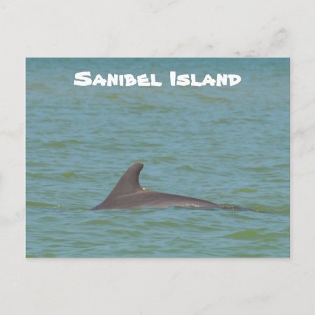 Sanibel Dolphin Postcard