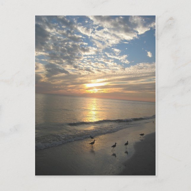 Sanibel Island, Florida Postcard (Front)