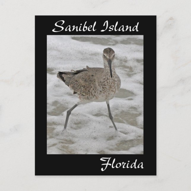 Sanibel Island Sandpiper Postcard (Front)