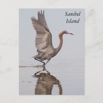 Sanibel Reddish Egret Postcard by PhotosfromFlorida at Zazzle