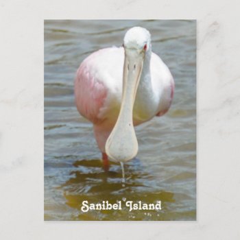 Sanibel Roseate Spoonbill Postcard by PhotosfromFlorida at Zazzle