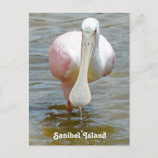 Sanibel Roseate Spoonbill postcard (Front)