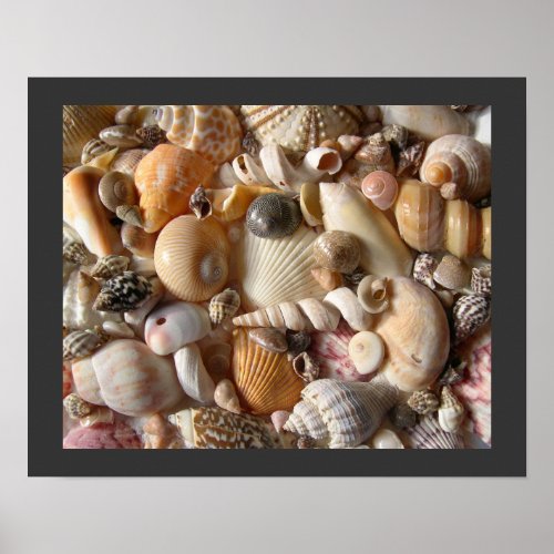 Sanibel Seashell Collection Poster