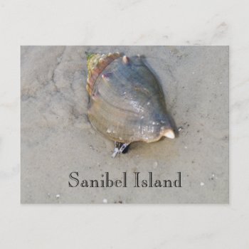 Sanibel Shell Postcard by PhotosfromFlorida at Zazzle