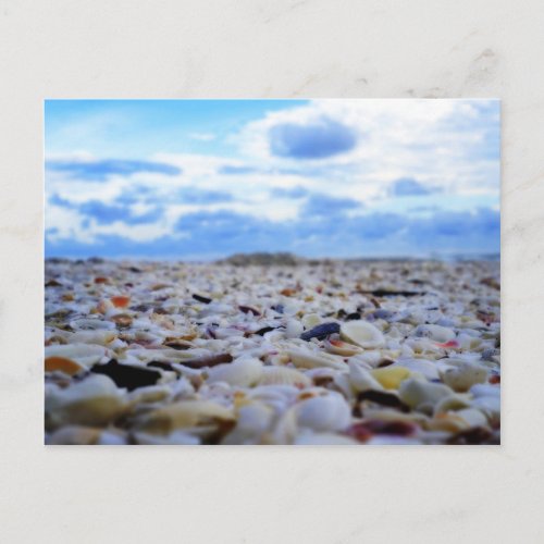 Sanibel Shells Postcard