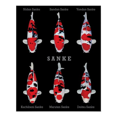 Sanke Koi Carp Varieties Poster