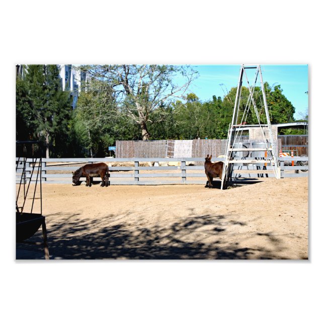 Santa Ana Zoo Photo Print (Front)