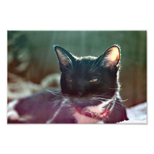 Santa Ana Zoo Photo Print