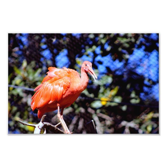 Santa Ana Zoo Photo Print (Front)