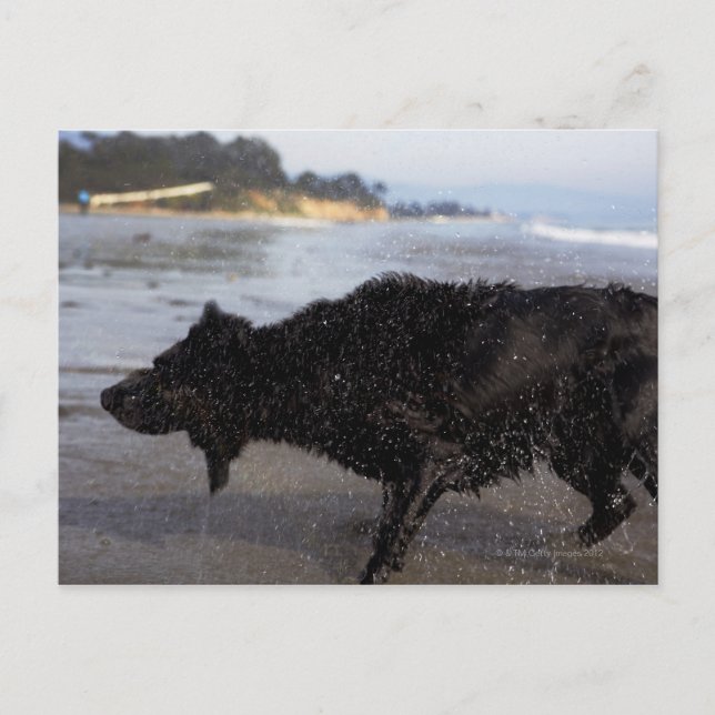 Santa Barbara, California, USA Postcard (Front)