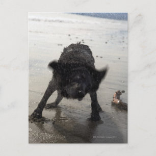 Santa Barbara, California, USA Postcard