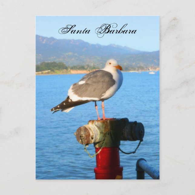 Santa Barbara Seagull Postcard (Front)