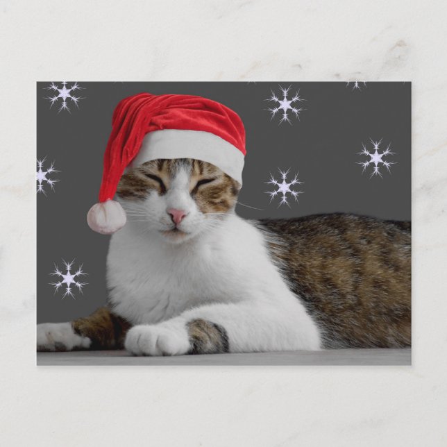 Santa Cat Postcard (Front)