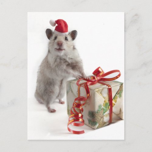 Santa Claus Hamster With Gift Holiday Postcard