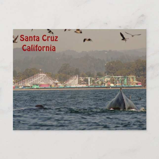 Santa Cruz, California Humpback Whale Postcard (Front)