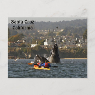 Santa Cruz, California Humpback Whales Postcard
