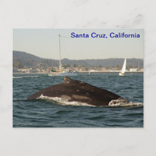 Santa Cruz Humpback Whale Postcard