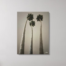 Santa Cruz Palms at Night Wall Art