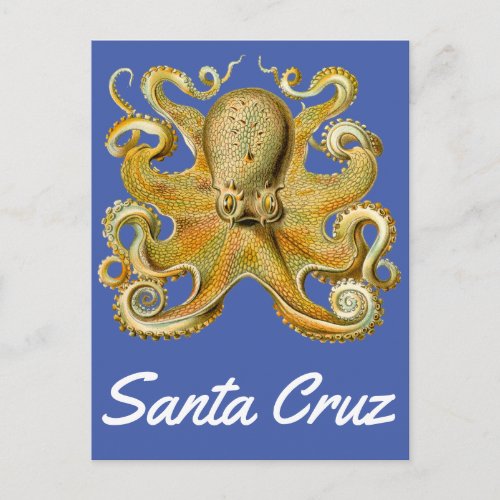 Santa Cruz vintage Octopus Postcard
