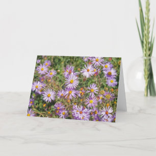 Santa Fe Wild Asters Card