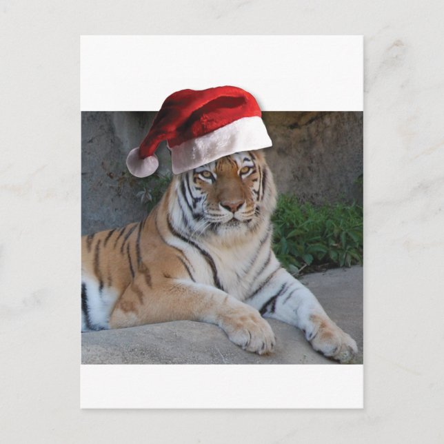 Santa Hat Bengal Tiger Holiday Postcard (Front)