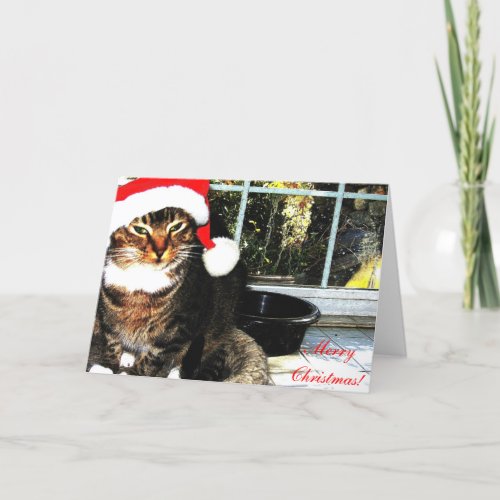 Santa hat cat II Holiday Card