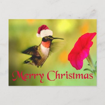 Santa Hat Hummingbird Christmas Holiday Postcard by StarStruckDezigns at Zazzle