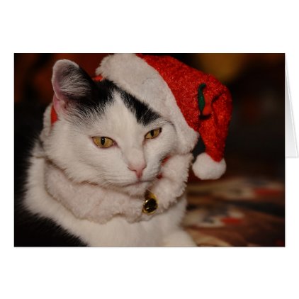 Santa Kitty | Black and White Cat Card