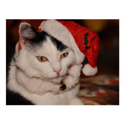 Santa Kitty | Black and White Cat Postcard