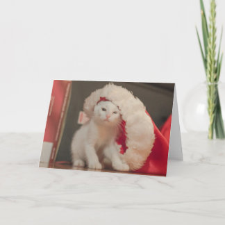 Santa Kitty Holiday Card