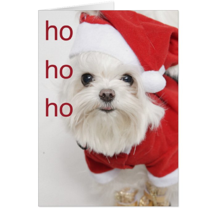 Santa Maltese Puppy Christmas Card