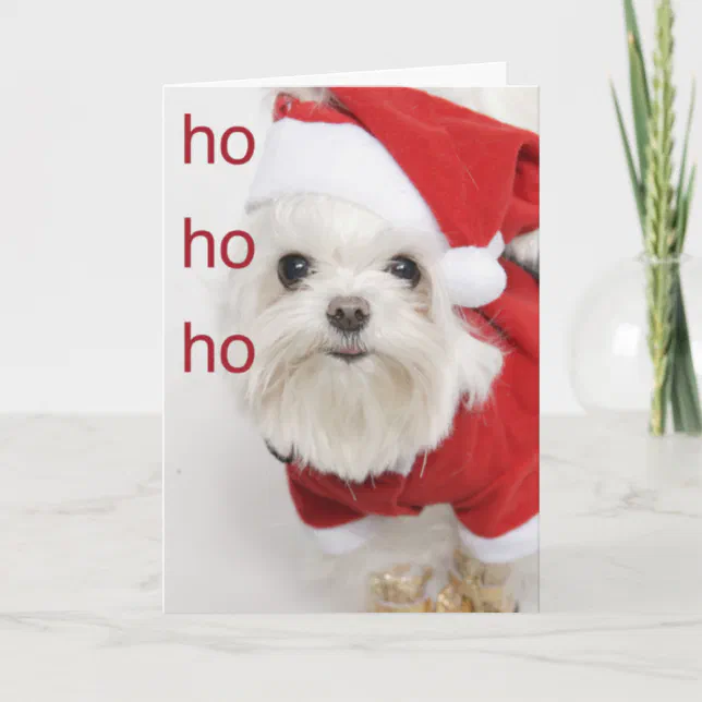 Santa Maltese Puppy Christmas Card Zazzle