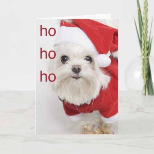 Santa Maltese Puppy Christmas Holiday Card