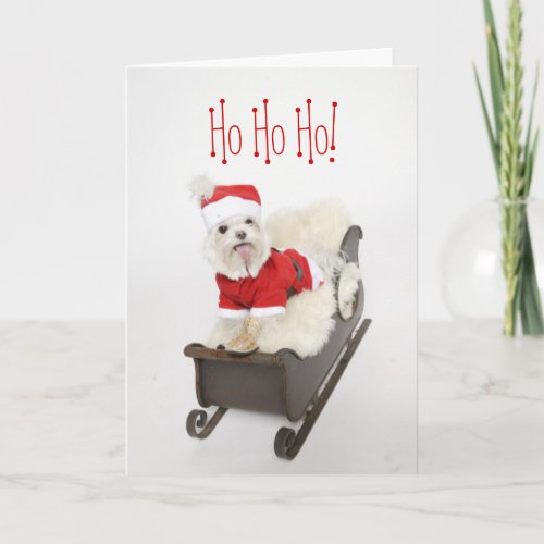 Santa Maltese Puppy On Sleigh Christmas Holiday Card