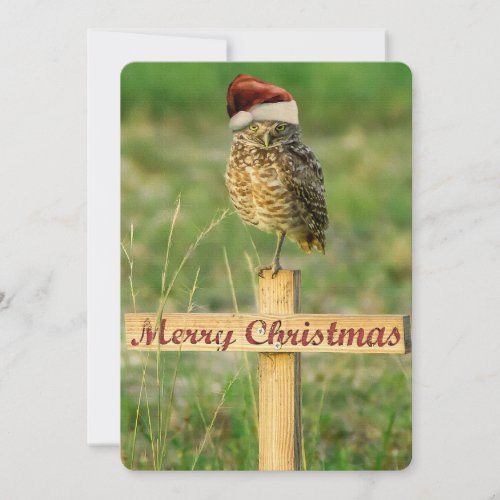 Santa Owl Christmas Card Large 5 x 7