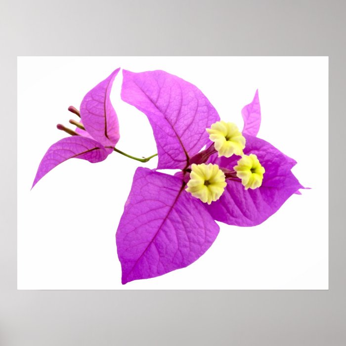 Santa Rita Flowers Posters