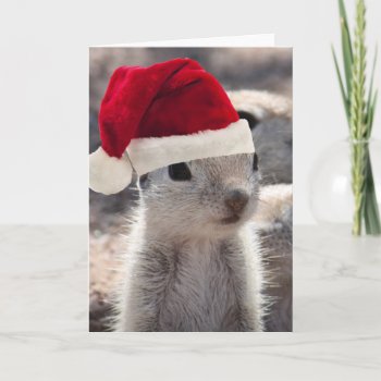 Santa Squirrel Christmas Card by poozybear at Zazzle