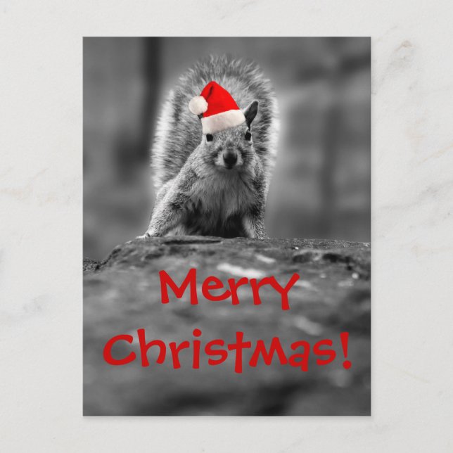 Santa Squirrel Merry Christmas Postcard (Front)