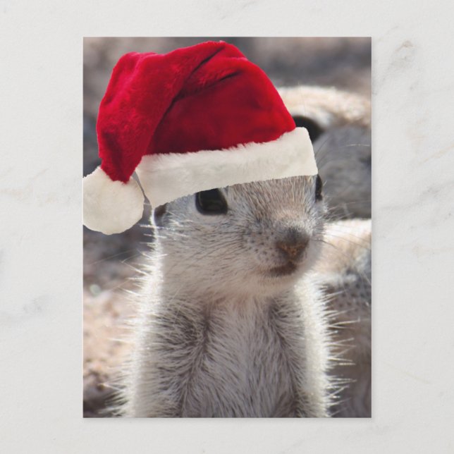 Santa Squirrel Postcard (Front)