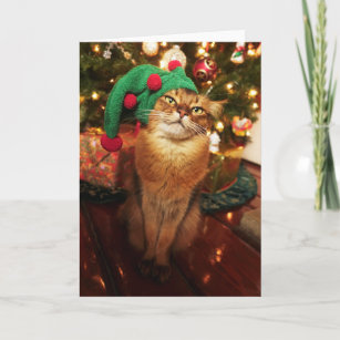Santa's Elf Kitty Somali Cat Christmas Card