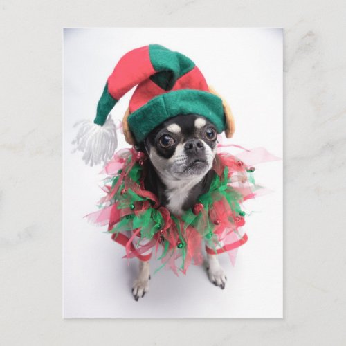 Santas Little Helper Elf Dog Holiday Postcard