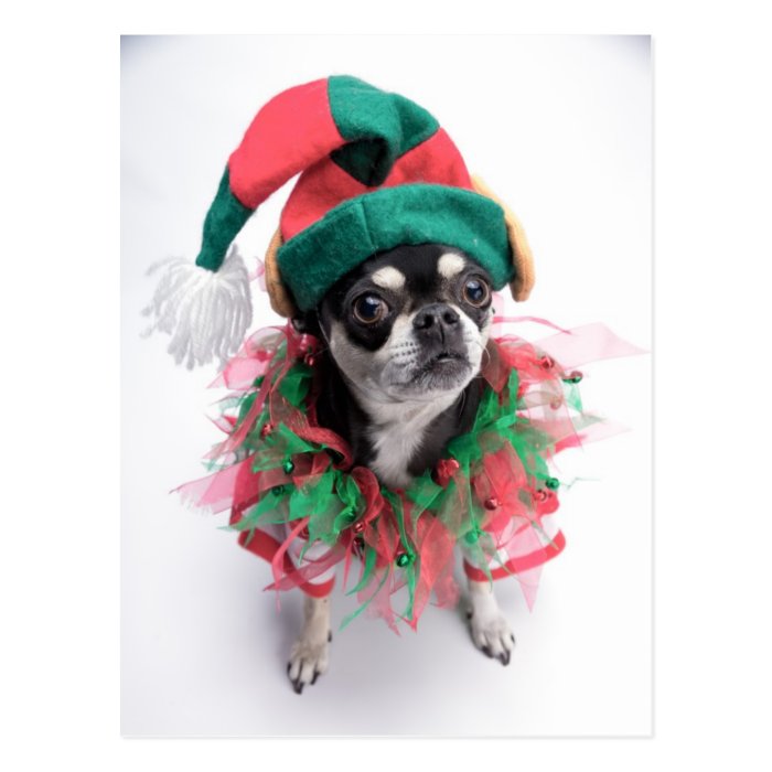 Santa's Little Helper Elf Dog Postcard