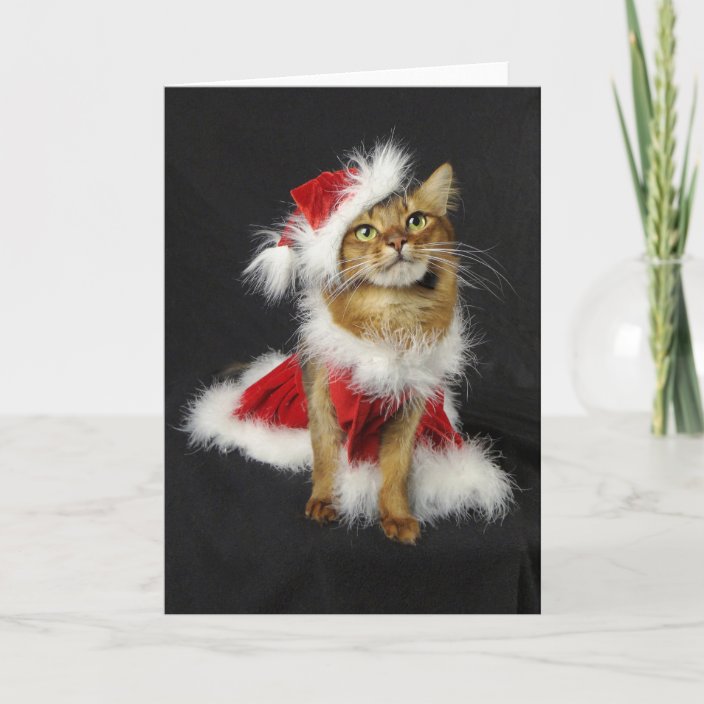 cat christmas outfits uk