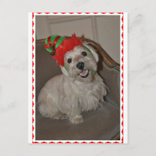 Santa's Little Westie Elf Holiday Postcard