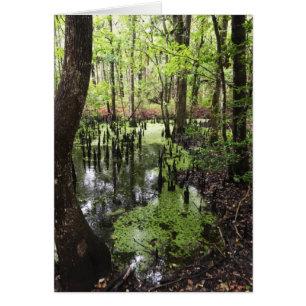 santee coastal reserve cards