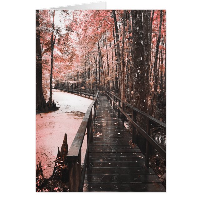 santee swamp dreamscape (Front)