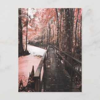 santee swamp dreamscape postcard