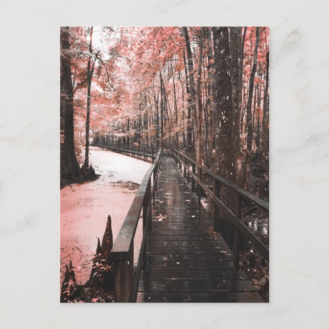 santee swamp dreamscape postcard (Front)